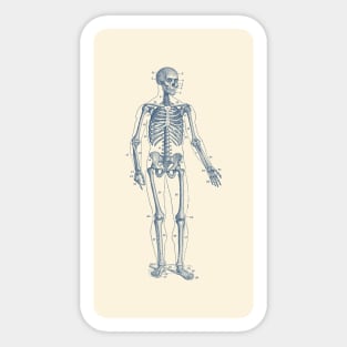 Forward Facing Skeletal Diagram - Vintage Anatomy Poster Sticker